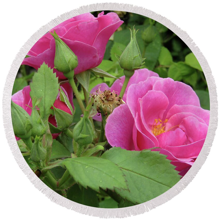 Roses Round Beach Towel featuring the photograph Pretty In Pink 3 by Kim Tran