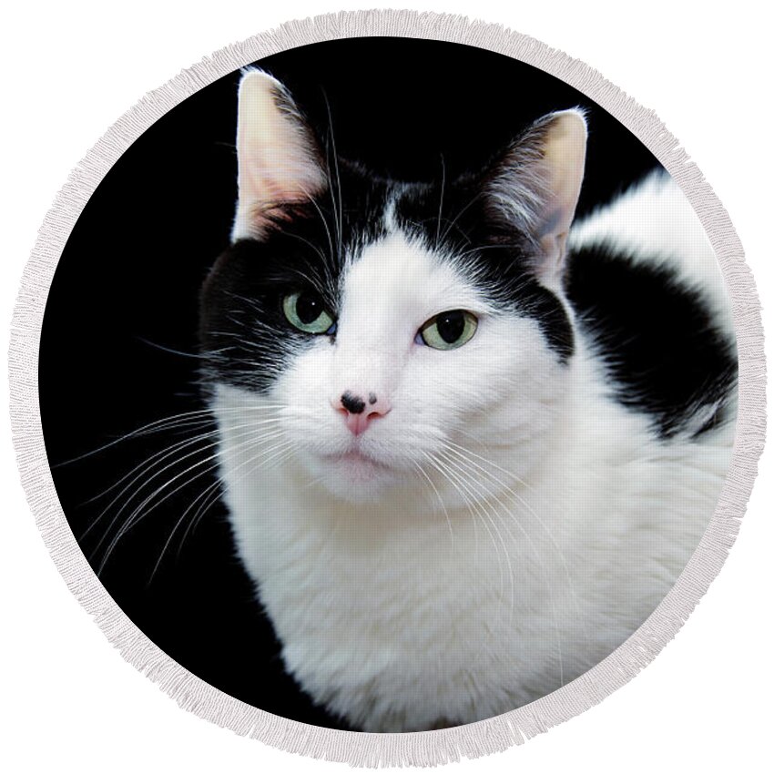 Fine Art Cat Round Beach Towel featuring the photograph Pretty Kitty Cat 1 by Andee Design
