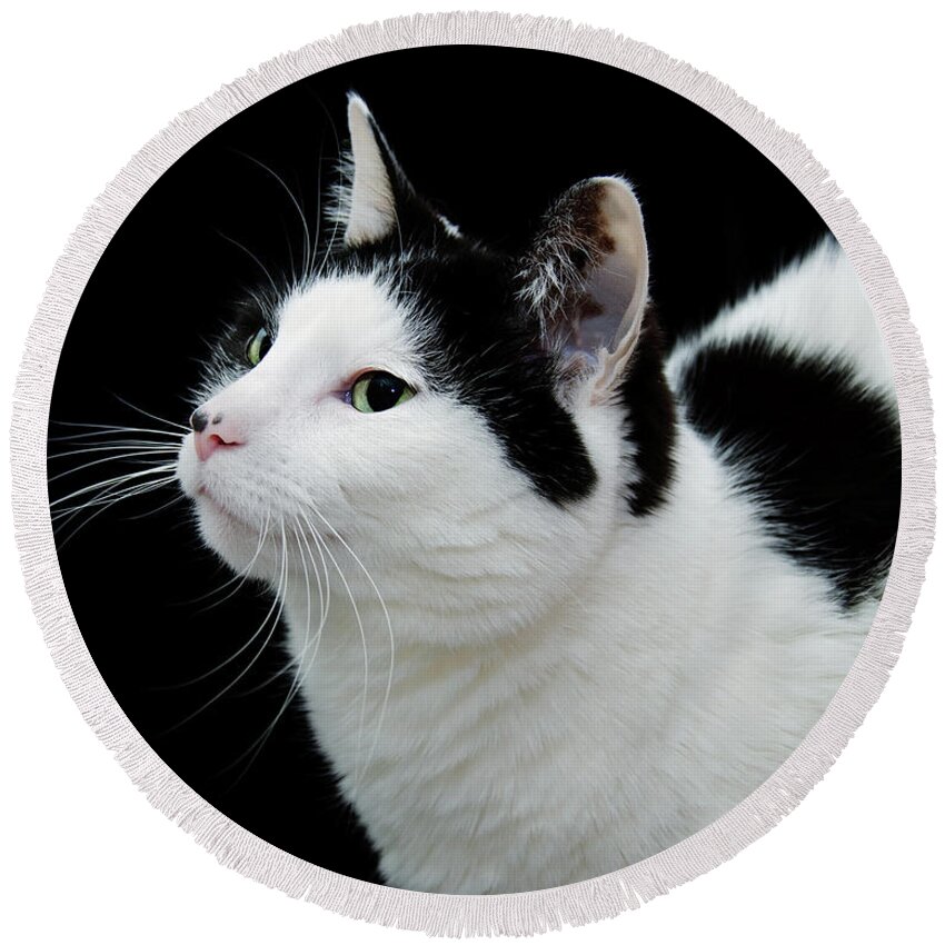 Fine Art Cat Round Beach Towel featuring the photograph Pretty Kitty Cat 2 by Andee Design