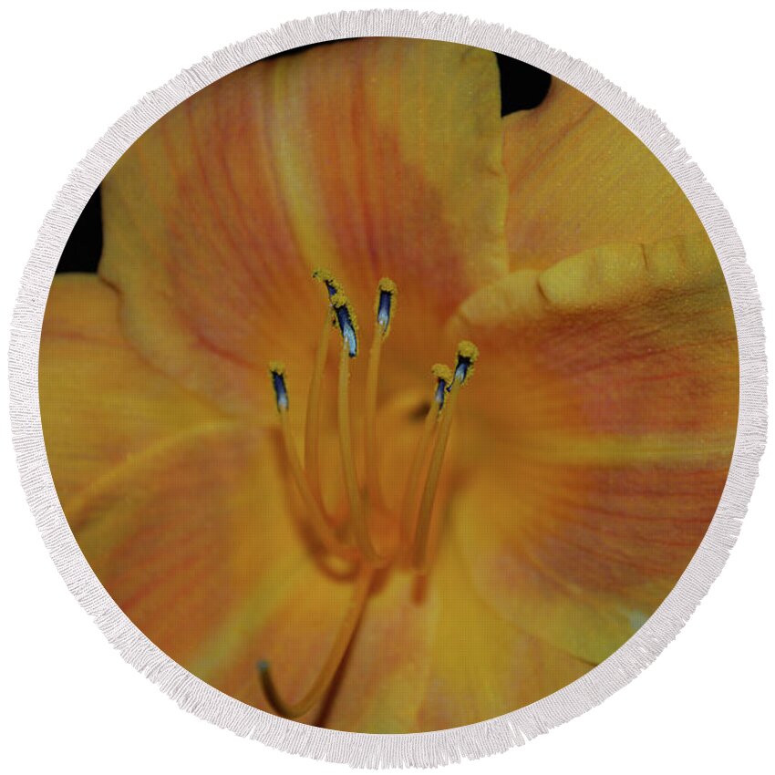 Lily Round Beach Towel featuring the photograph Pretty Orange Daylily Flowering with Pollen on It's Stamen by DejaVu Designs