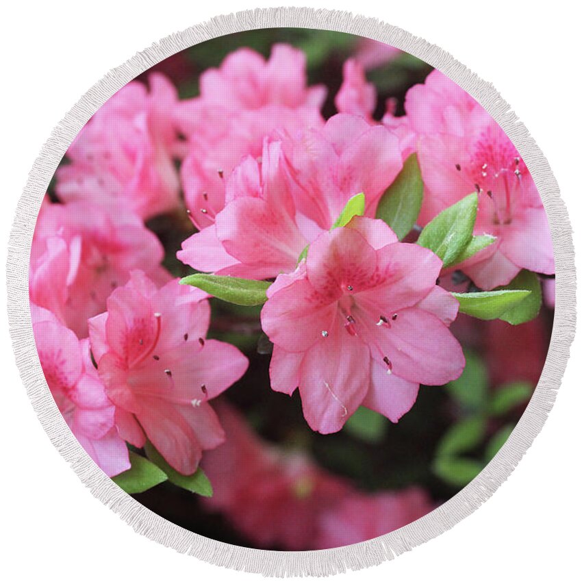 Flowers Round Beach Towel featuring the photograph Pretty Pink Azalea Blossoms by Trina Ansel