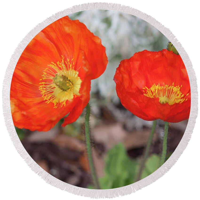 Photograph Round Beach Towel featuring the photograph Pretty Poppies by Suzanne Gaff