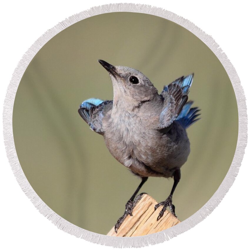 Blue Bird Round Beach Towel featuring the photograph Pretty Pose by Shane Bechler