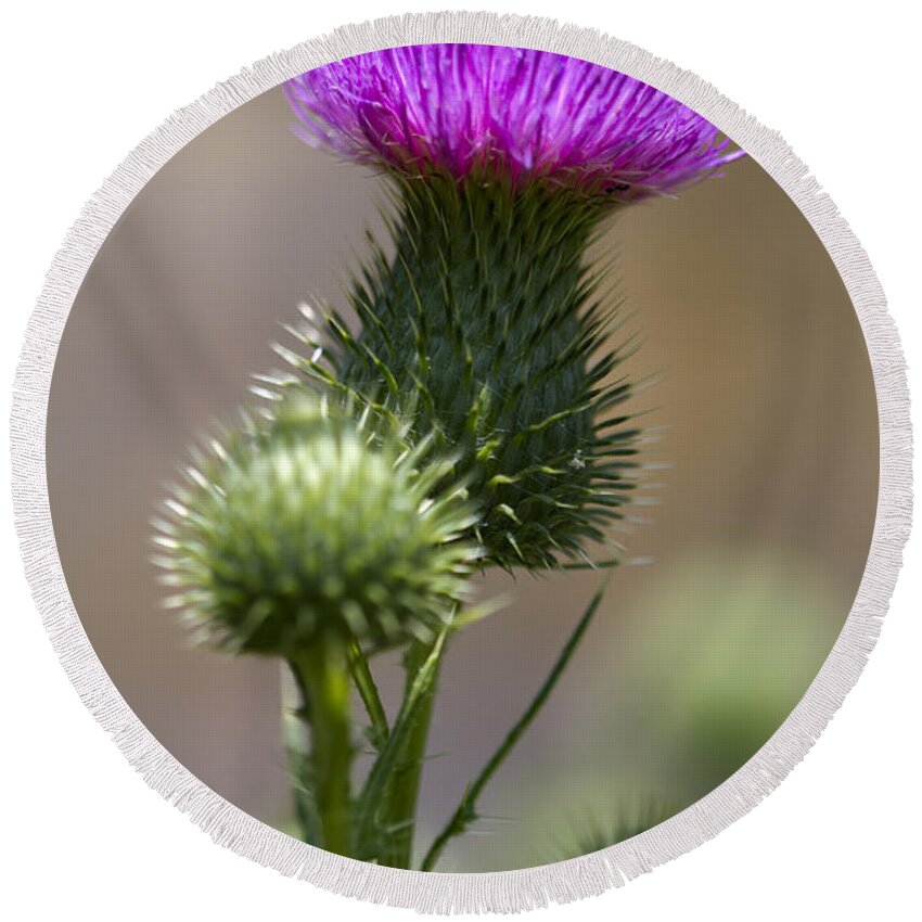 Cirsium Vulgare Round Beach Towel featuring the photograph Prickley Bull Thistle Wildflowers - Cirsium vulgare by Kathy Clark