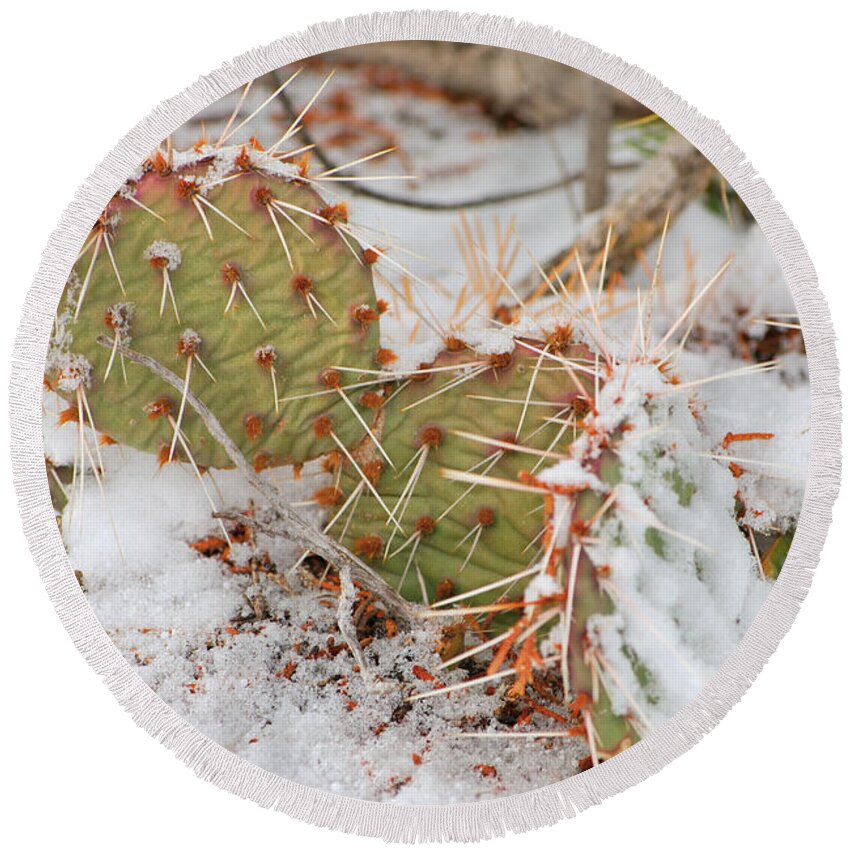 Fine Art Round Beach Towel featuring the photograph Prickley Pear Cactus by Donna Greene