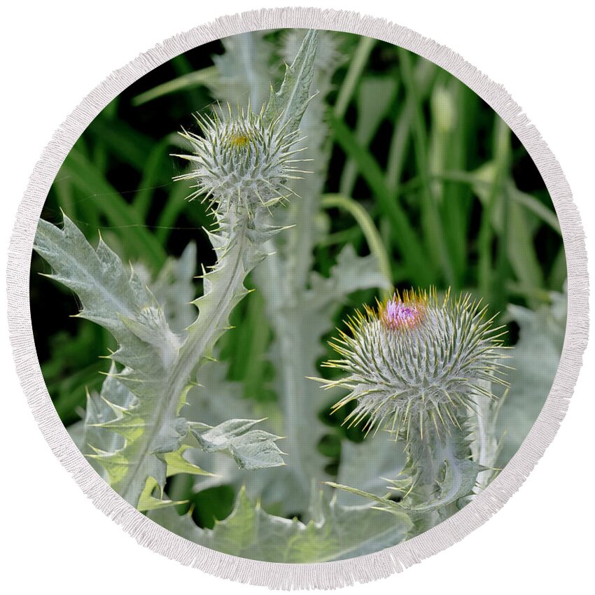 Flowers Round Beach Towel featuring the photograph Prickly Meet Up. by Elena Perelman