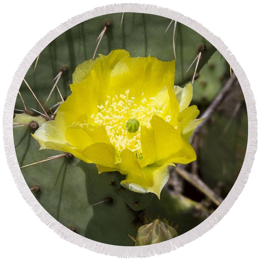 Opuntia Littoralis Round Beach Towel featuring the photograph Prickly Pear Cactus Blossom - Opuntia littoralis by Kathy Clark