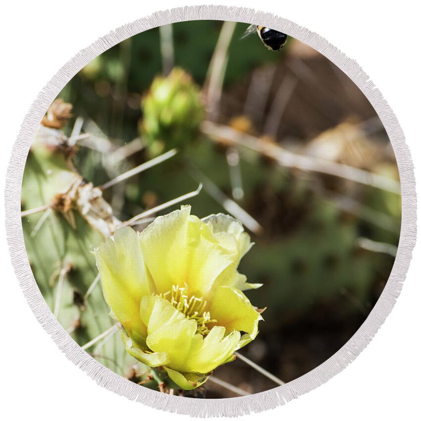 Natanson Round Beach Towel featuring the photograph Prickly Pear Honey by Steven Natanson