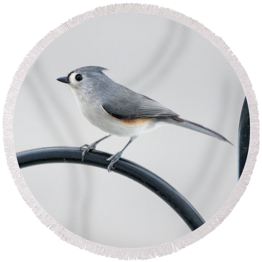 Bird Round Beach Towel featuring the photograph Profile of a Tufted Titmouse by Darryl Hendricks