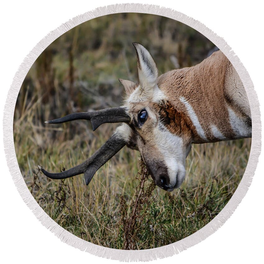 Pronghorn Round Beach Towel featuring the photograph Pronghorn No.2 by John Greco
