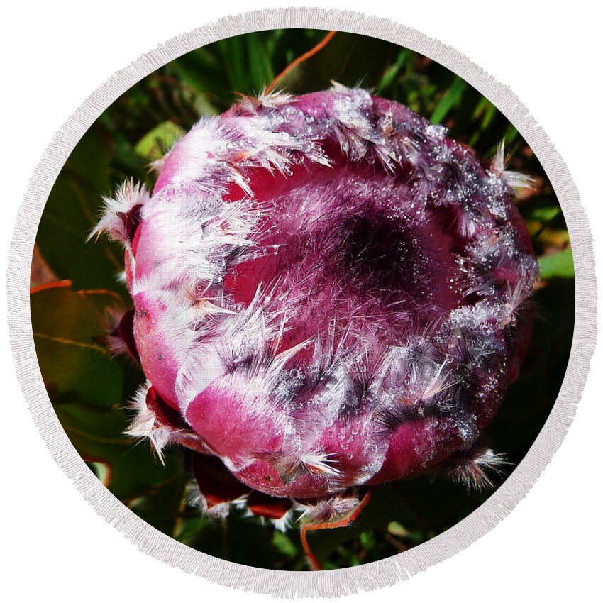 Africa Round Beach Towel featuring the photograph Protea Flower 1 by Xueling Zou