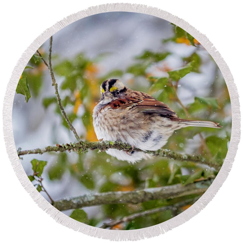 Pudgy White Throated Sparrow Round Beach Towel featuring the photograph Pudgy White Throated Sparrow by Karen Jorstad