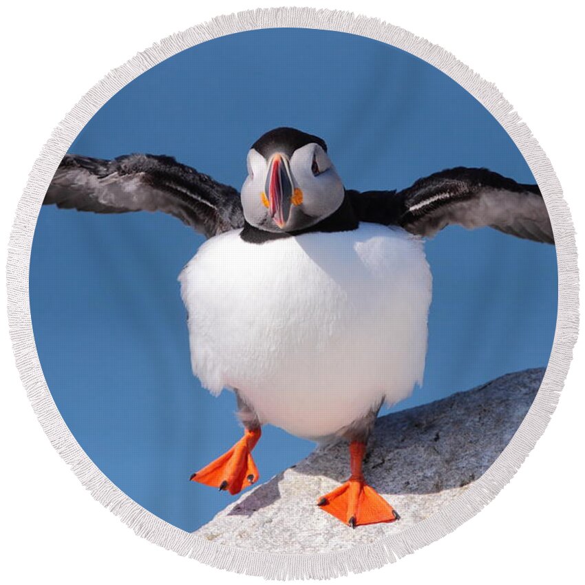 Puffin Round Beach Towel featuring the photograph Puffin Dance by Bruce J Robinson