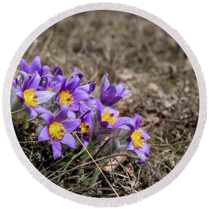 Nature Round Beach Towel featuring the photograph Pulsatilla by Andreas Levi