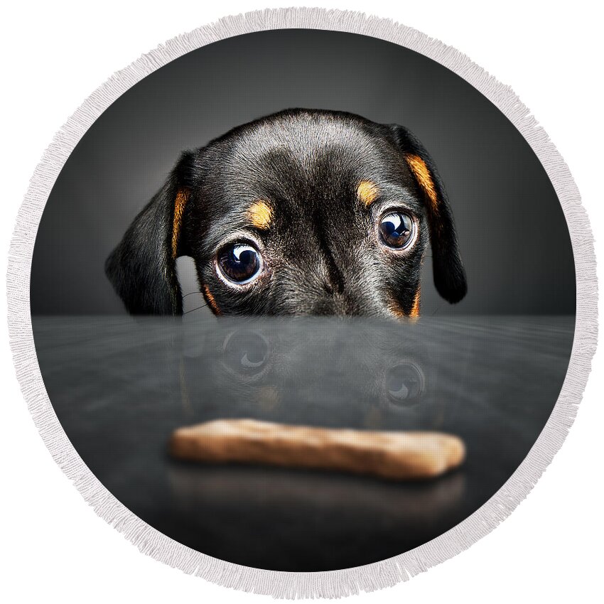 Puppy Round Beach Towel featuring the photograph Puppy longing for a treat by Johan Swanepoel