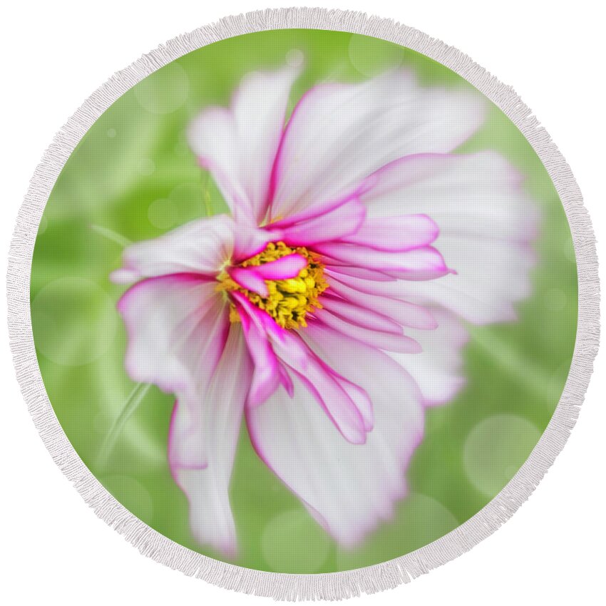 Cosmos Round Beach Towel featuring the photograph Pure in its beauty. by Usha Peddamatham