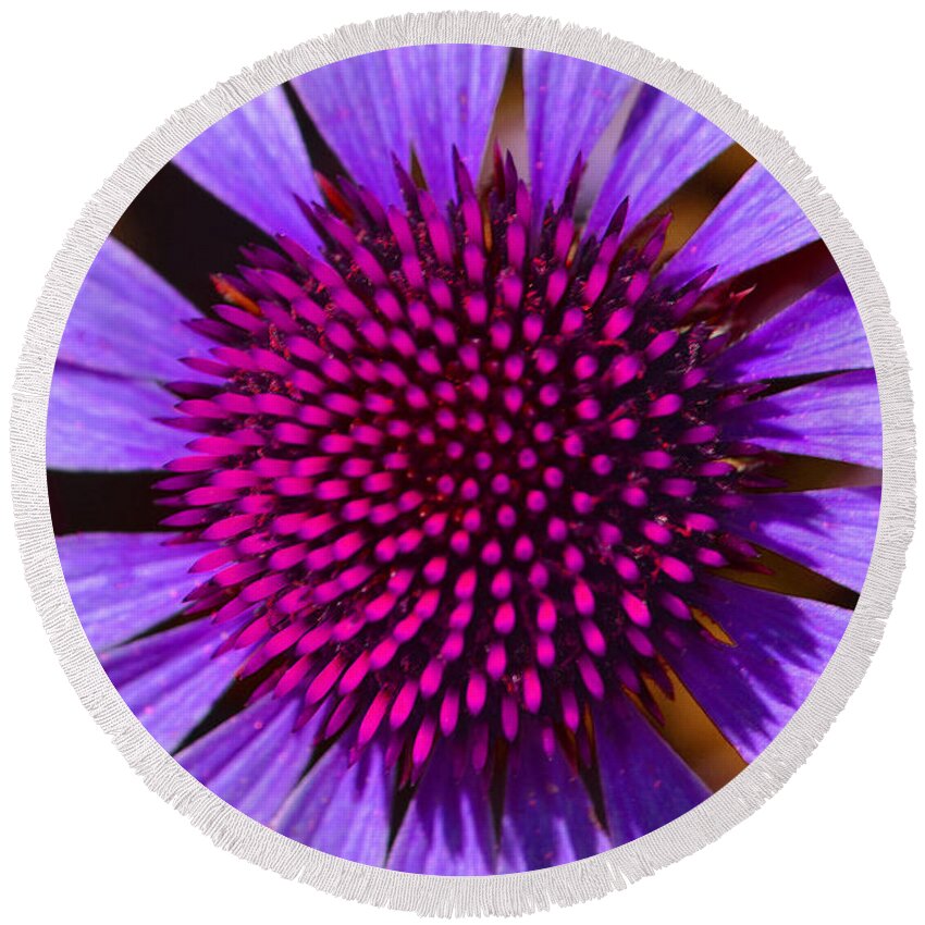 Daisy Round Beach Towel featuring the photograph Purple and Pink Daisy by Amy Lucid