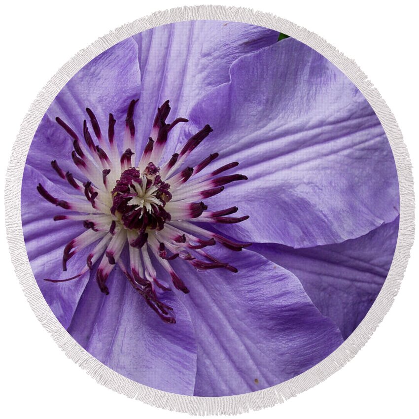 Flowers Round Beach Towel featuring the photograph Purple Clematis Blossom by Louis Dallara