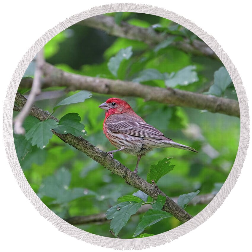 Purple Finch Round Beach Towel featuring the photograph Purple Finch by Ronda Ryan