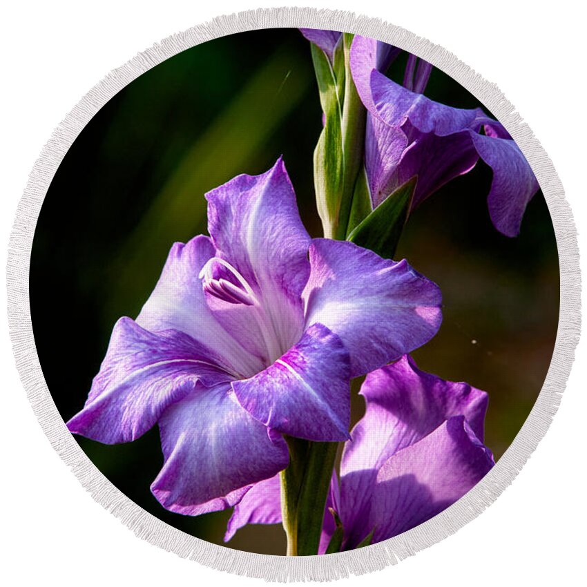 Gladiolas Round Beach Towel featuring the photograph Purple Glads by Christopher Holmes