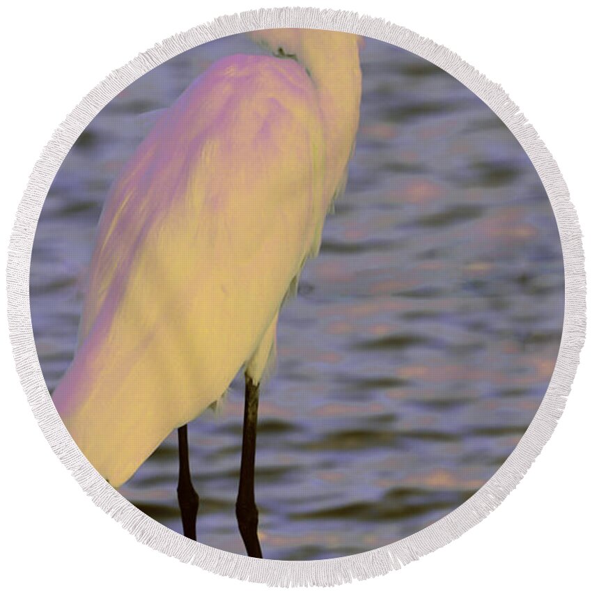 Photographs Round Beach Towel featuring the photograph Purple morning Egret 10-11-15 by Julianne Felton