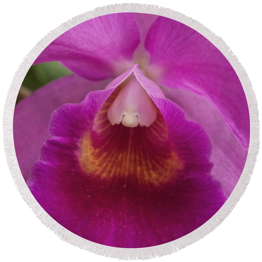 Purple Round Beach Towel featuring the photograph Purple Orchid by Michael Peychich