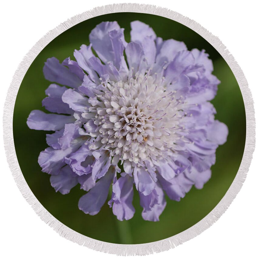Photograph Round Beach Towel featuring the photograph Purple Pincushion Flower II by Suzanne Gaff