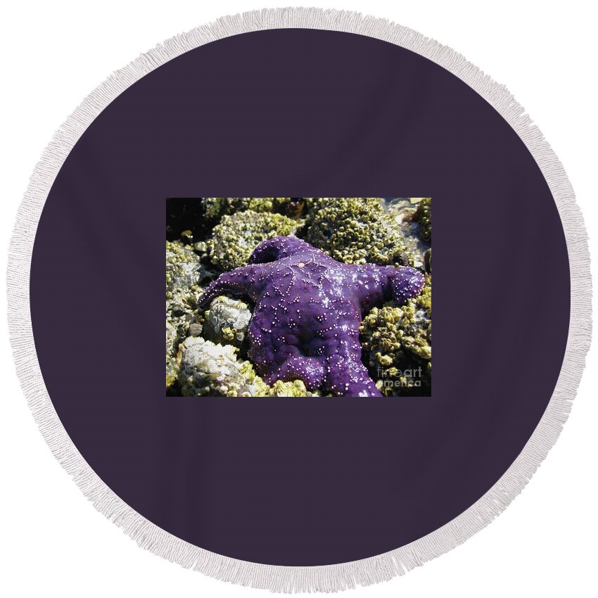  Wall Art Round Beach Towel featuring the photograph Purple Star Fish by 'REA' Gallery
