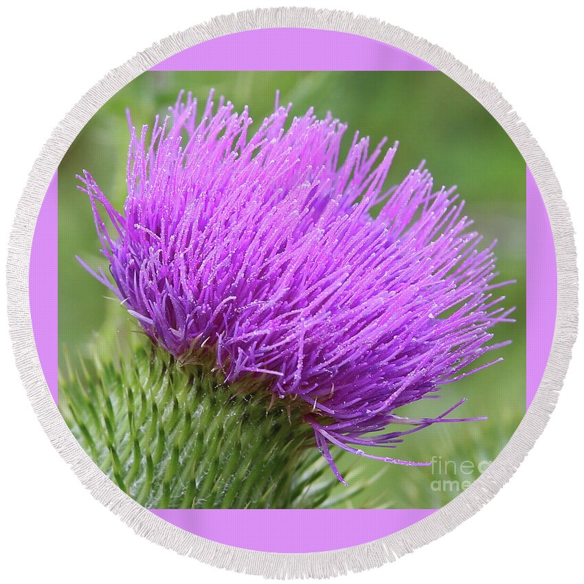 Thistle Round Beach Towel featuring the photograph Purple Thistle by Marty Fancy