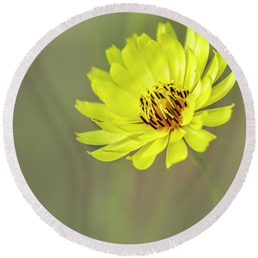 Asteraceae Round Beach Towel featuring the photograph Putting my best face forward. by Usha Peddamatham