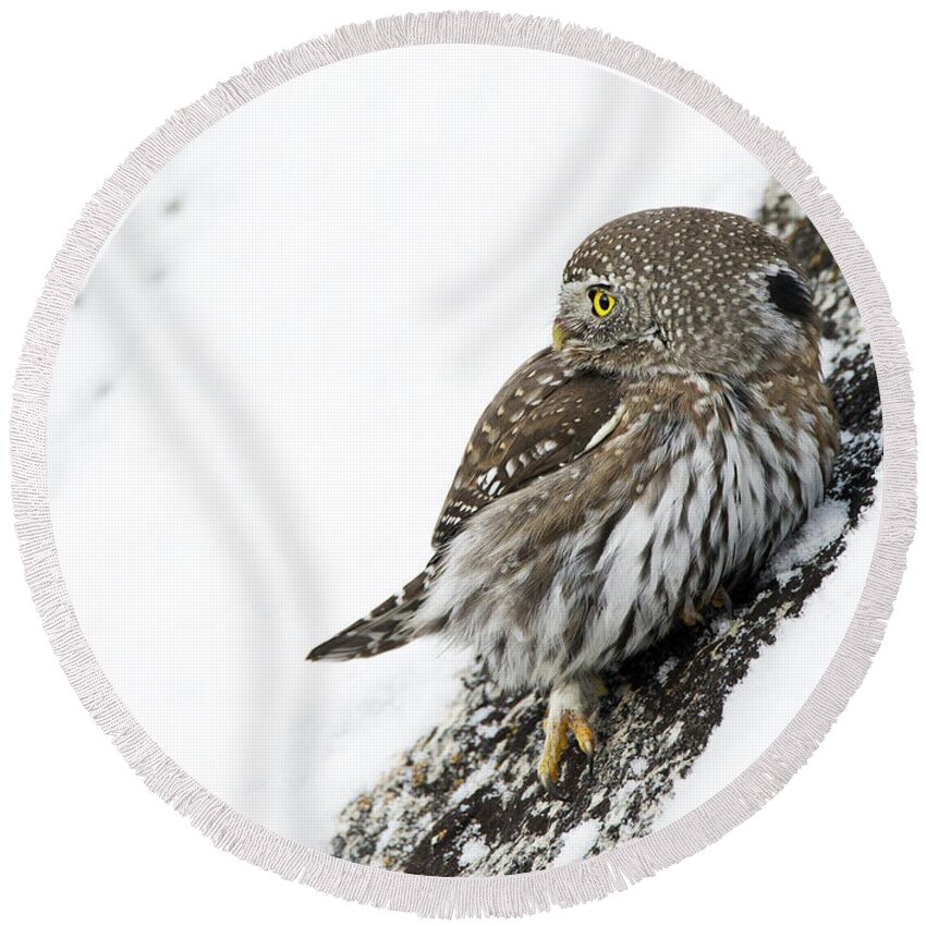 Pygmy Owl Round Beach Towel featuring the photograph Pygmy Owl by Deby Dixon