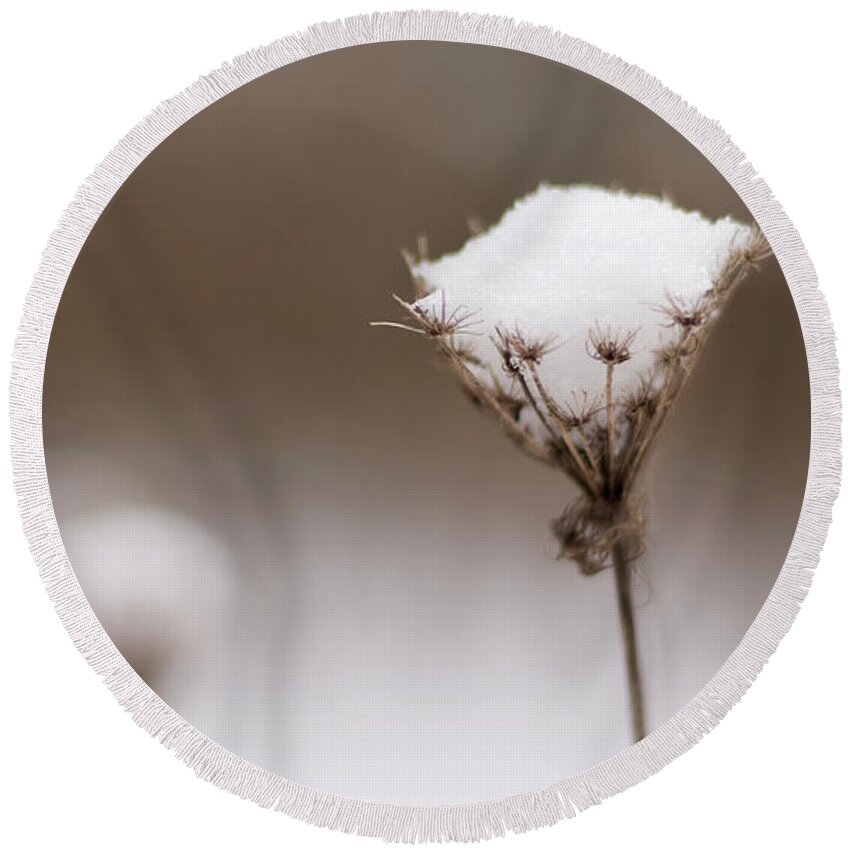 Wildflower Round Beach Towel featuring the photograph Queen Anne in the Snow by Holly Ross