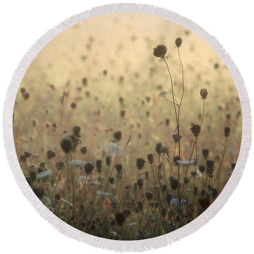Queen Anne's Lace Round Beach Towel featuring the photograph Queen Anne's Court by DArcy Evans