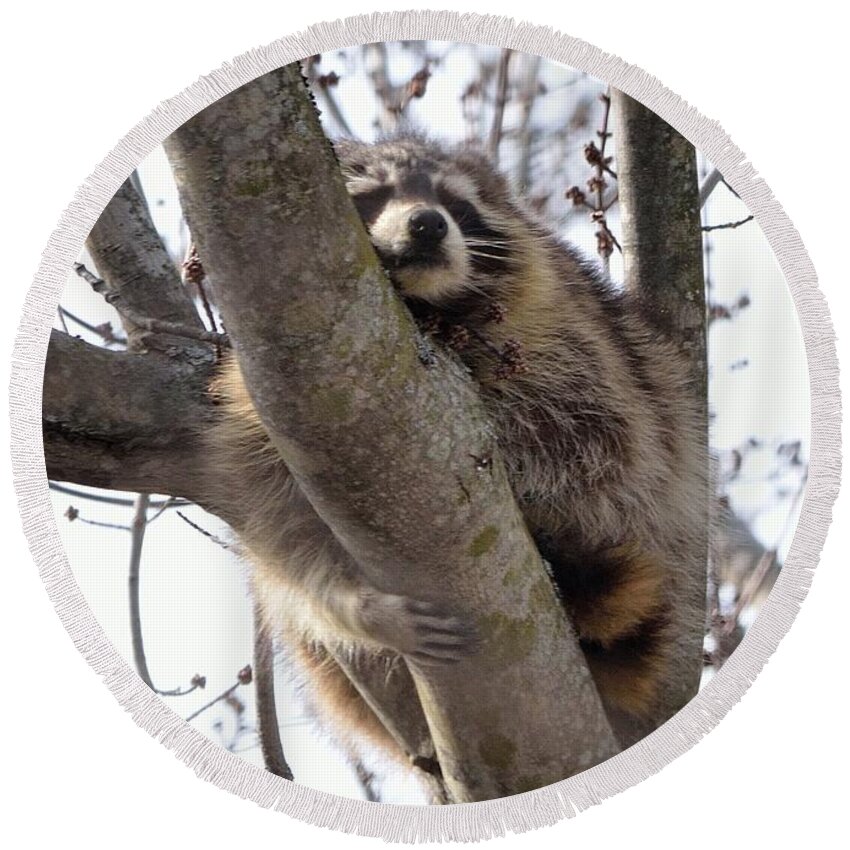 Raccoon Round Beach Towel featuring the photograph Afternoon Nap-Raccoon up a Tree by David Porteus