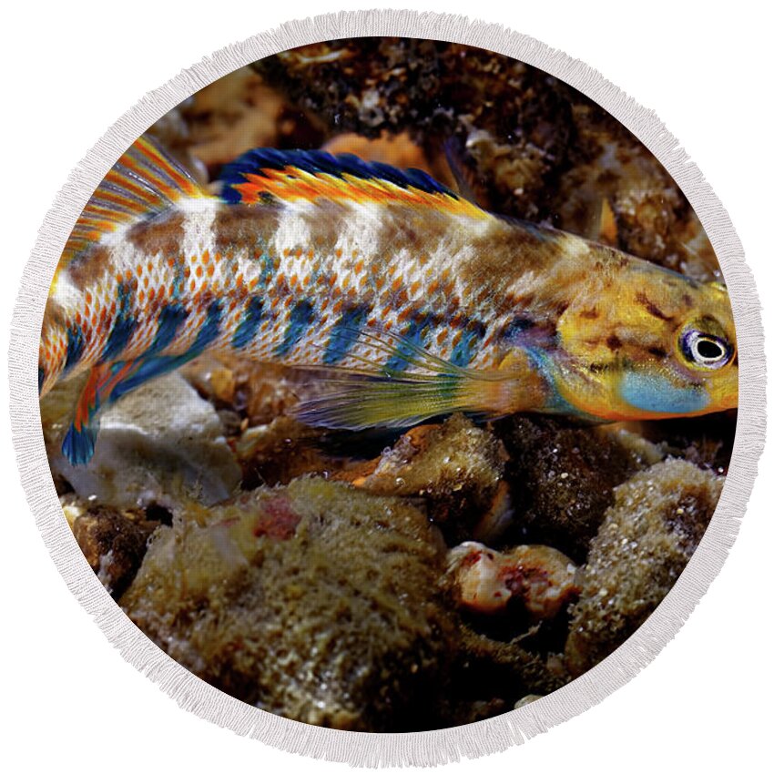 2016 Round Beach Towel featuring the photograph Rainbow Darter by Robert Charity
