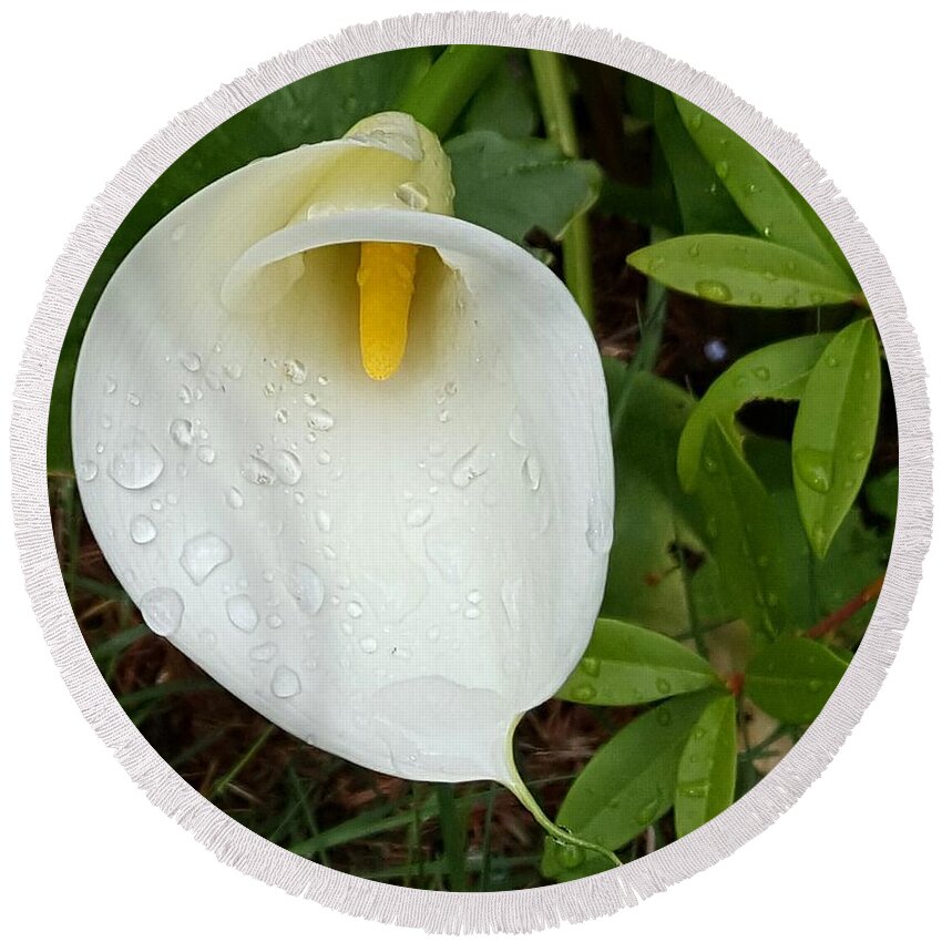 Calla Round Beach Towel featuring the photograph Raindrops and Lilies by Lisa Debaets