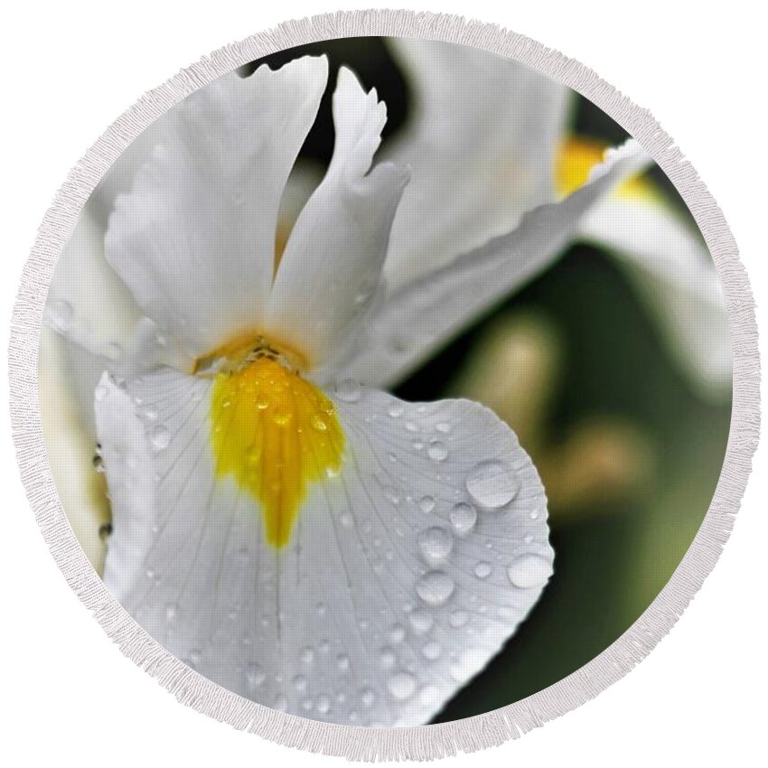 Photograph Round Beach Towel featuring the photograph Raindrops On White Iris by Tracey Lee Cassin