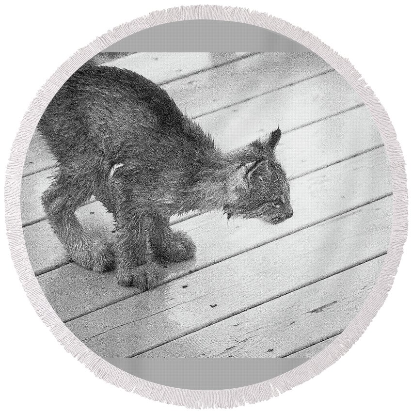 Lynx Round Beach Towel featuring the photograph Crouching Kitty by Tim Newton