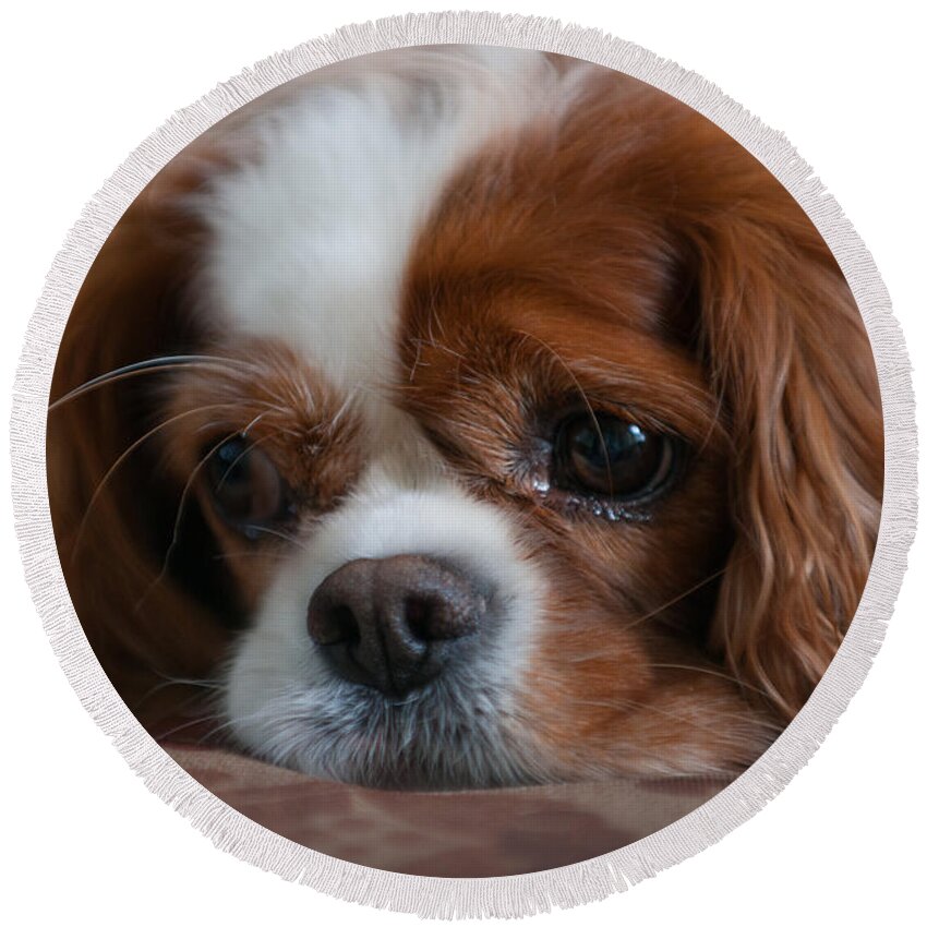 Cavalier King Charles Spaniel Round Beach Towel featuring the photograph Ready for my Close Up by Dale Powell