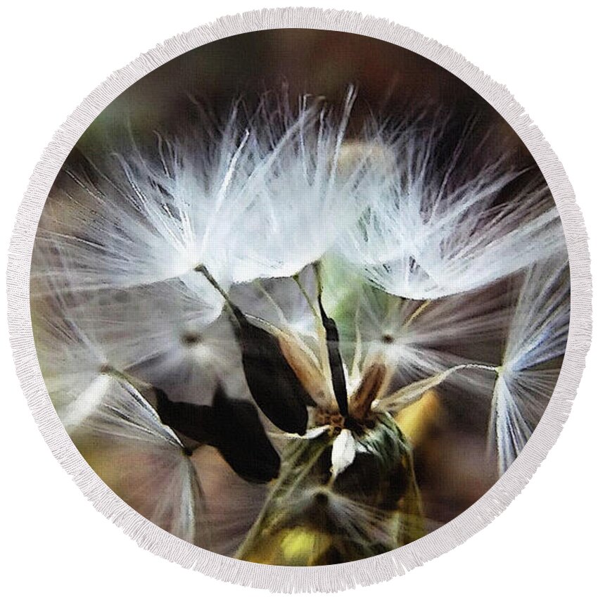 Puff Ball Round Beach Towel featuring the mixed media Ready to Fly... Salsify Seeds by Shelli Fitzpatrick
