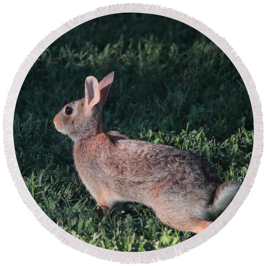 Rabbit Round Beach Towel featuring the photograph Ready to Run by John Moyer