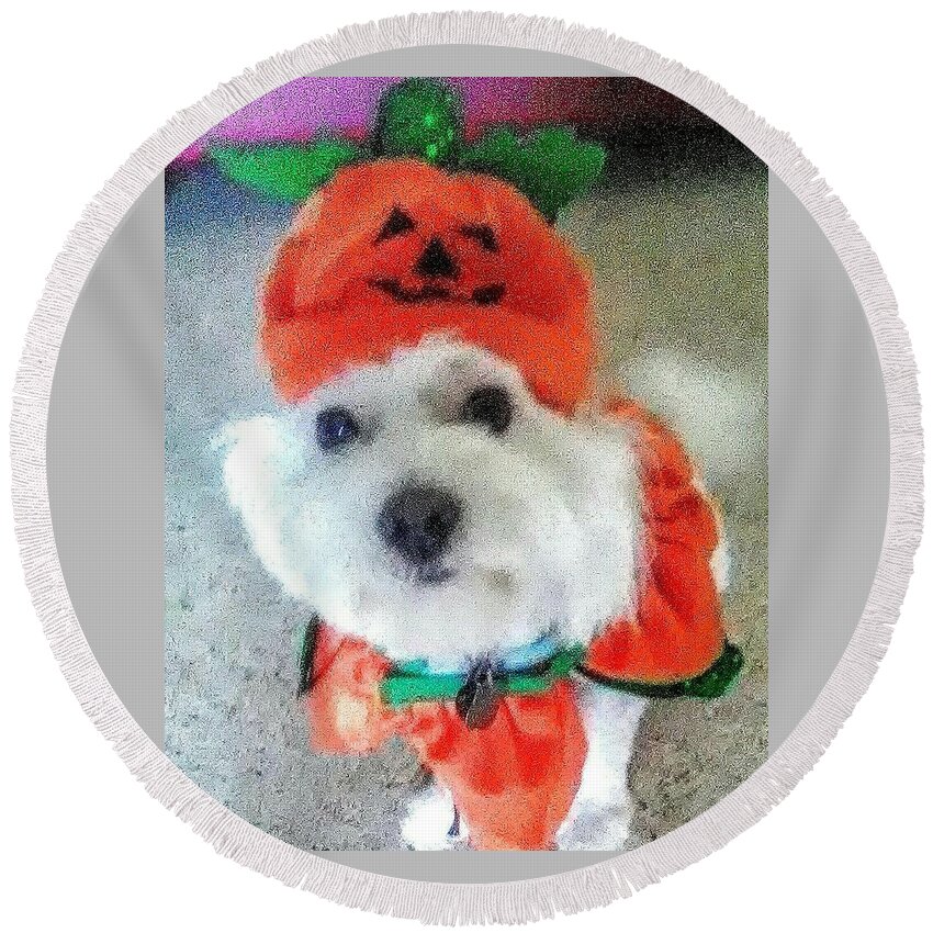 Coton De Tulear Round Beach Towel featuring the photograph Really Halloween by Suzanne Berthier