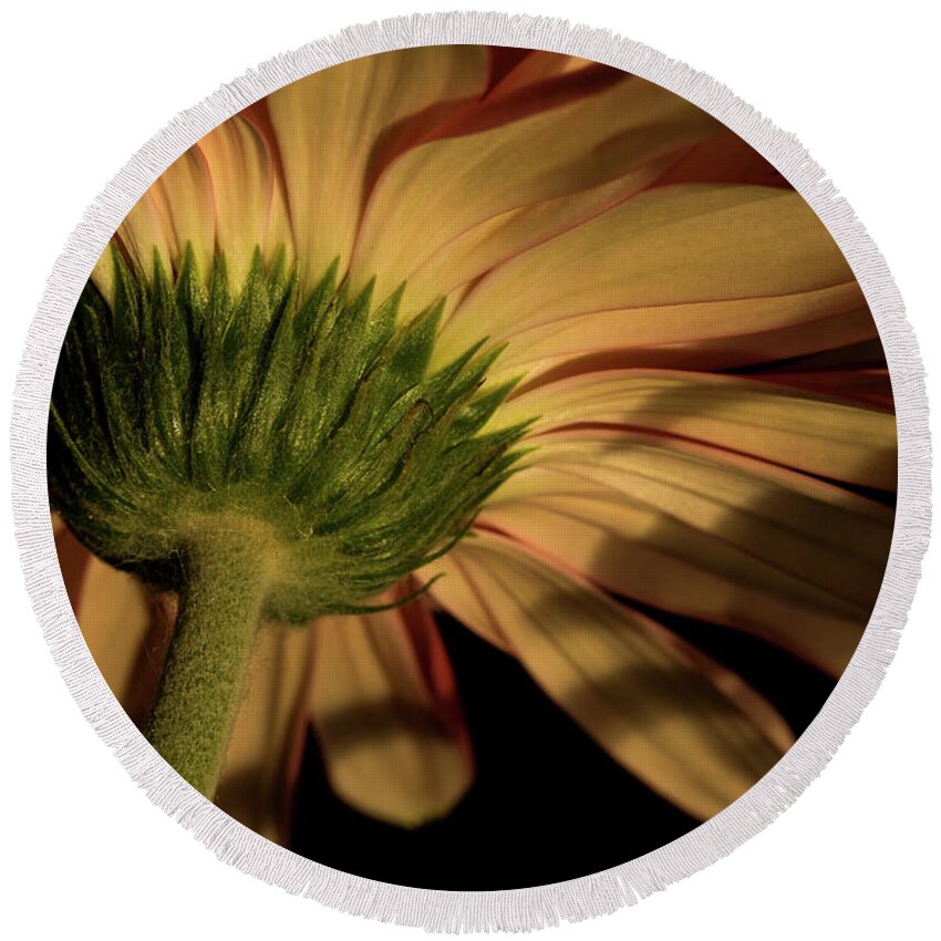 Flower Round Beach Towel featuring the photograph Rebel by Bob Cournoyer
