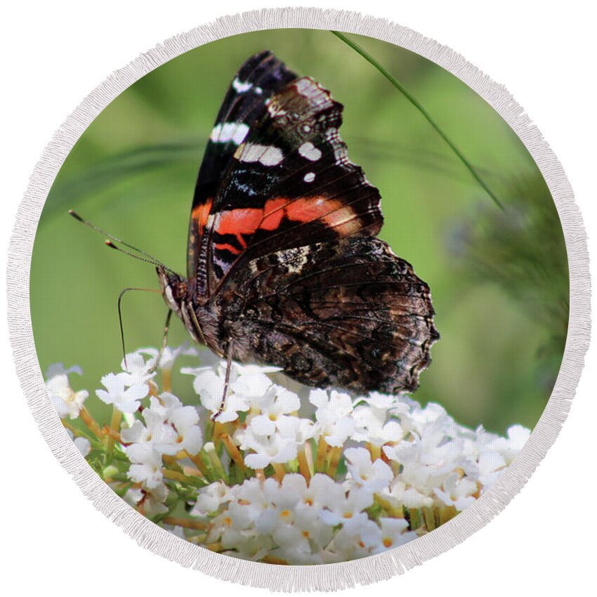 Butterfly Round Beach Towel featuring the photograph Red Admiral Butterfly Ventral View by Karen Adams