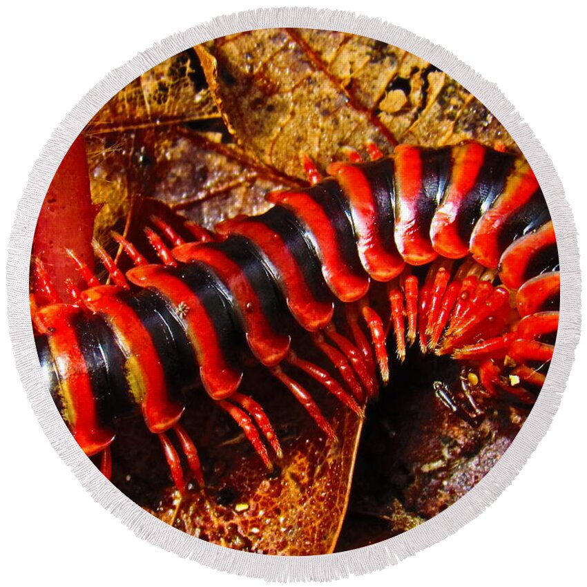 Red Almond Millipede Red And Black Millipede Appalachian Biodiversity Appalachian Entomology Appalachian Insects Appalachian Millipedes Appalachian Fauna Red And Black Bugs Beautiful Bugs Rare Bugs Rare Insects Colorful Bugs North American Insects Wildlife Round Beach Towel featuring the photograph Red Almond Millipede by Joshua Bales