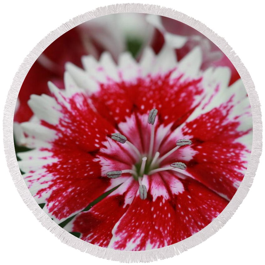 Flowers Round Beach Towel featuring the photograph Red and white flower by Tim Stanley