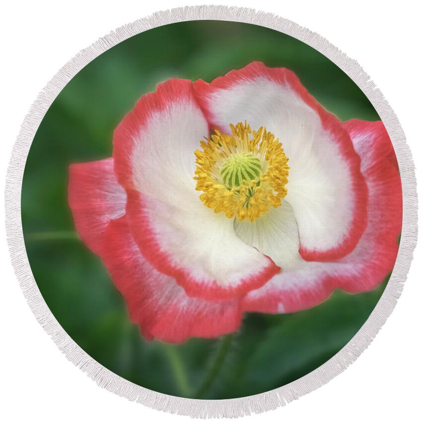 Poppy Round Beach Towel featuring the photograph Red And White Makes It Bright. by Usha Peddamatham