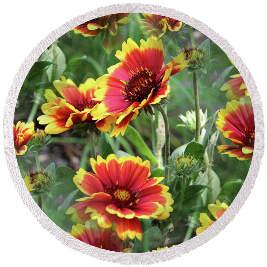 Daisy Round Beach Towel featuring the photograph Red And Yellow Daisy Dreams by Smilin Eyes Treasures