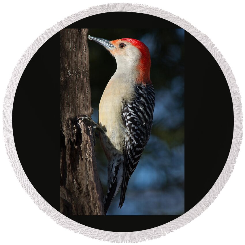 Bird Round Beach Towel featuring the photograph Red-bellied Woodpecker 3 by Kenneth Cole