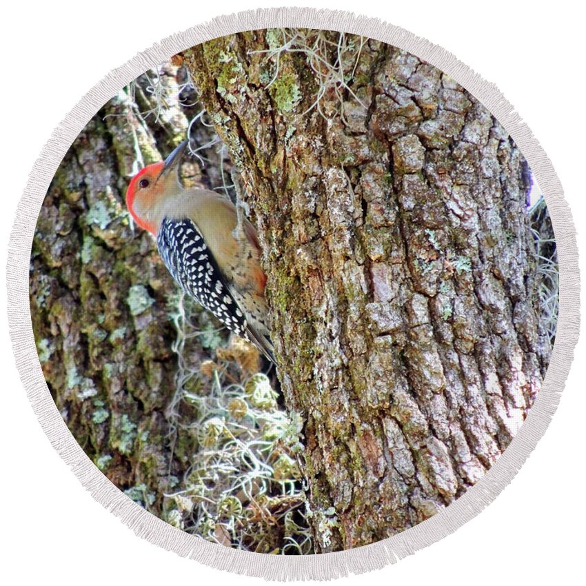 Red-bellied Woodpecker Round Beach Towel featuring the photograph Red-bellied Woodpecker By Bill Holkham by Bill Holkham